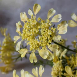 Artificial Wild Dill Stem