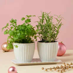 French Perle Scallop White 3-Piece Herb Pot Set