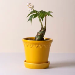 Kobenhavner Glazed Amber Yellow 16cm Pot with Saucer
